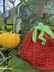 Oh my Gourdness Pumpkin hat