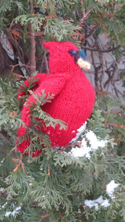 Cardinal Cisco #4