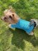 Aqua Dog or Cat Sweater