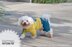 Minion jumpsuit for dog