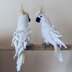 Cockatoo Parrot