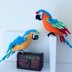 Macaw parrots