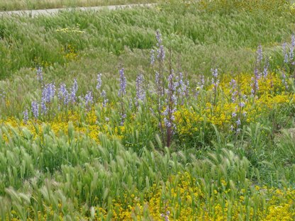 K848-Carrizo Plain shawlette