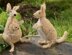 Kangaroo Family