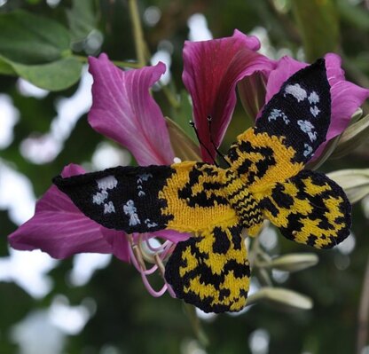 Exotic butterflies