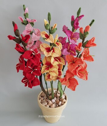 Gladiolus