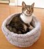 Cat Bed