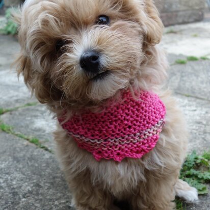 Picot Dog Scarf and Bow Set