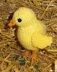 Baby Easter Chick