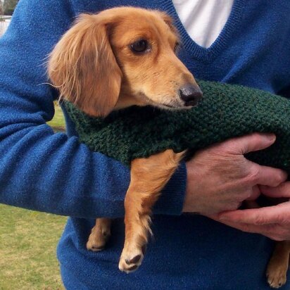 Lena's Miniature Dachshund Dog Sweater - knitting pattern