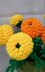 Crochet Marigold flowers