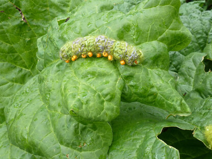 "75 Birds, Butterflies and Beautiful Beasties to Knit and Crochet"