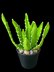 Crochet Aloe Vera plant