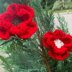 Double Poppy flower pin