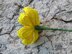Cosmos flower wild flower