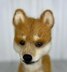 Shiba Inu Dog