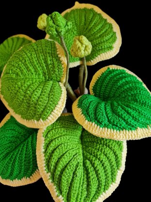 Crochet Hosta plant