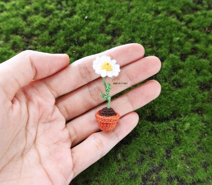 Miniature potted daisy