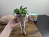 Penny the potted plant