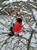 Bullfinch, Tit, Sparrow, Coalmouse bird, Amigurumi bird