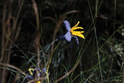 Flax Lily