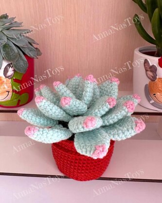 Succulent in pot - Echeveria