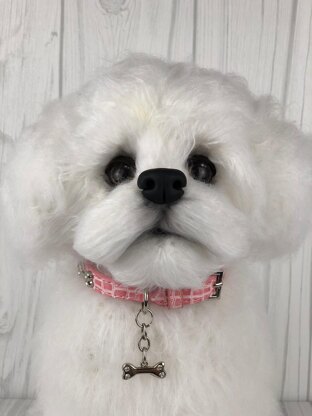Maltese Puppy