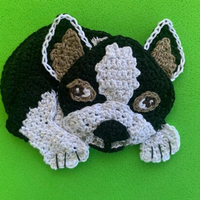 Boston Terrier