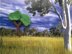 Eucalyptus Tree