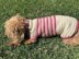 Varsity Doggie Jumper