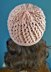 Twisted Trellis Lace Beanie