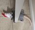 Funny Squished Opossum Door Stopper