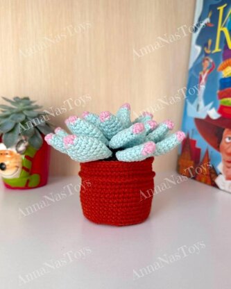 Succulent in pot - Echeveria