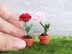 Miniature potted rose