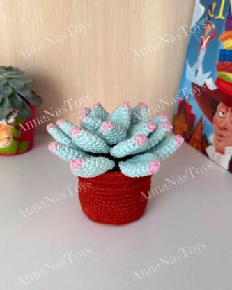 Succulent in pot - Echeveria