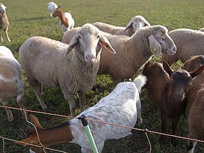 Shepherd beanie