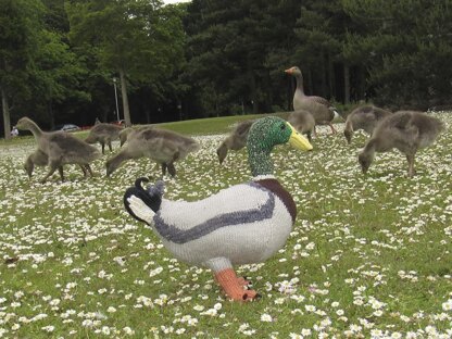 My Pet Mallard Duck