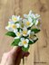 Jasmine