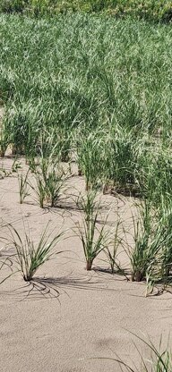 Dune Grass Socks