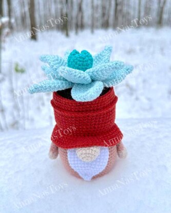 Gnome succulent_Echeveria