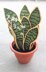 Big Sansevieria Snake Plant