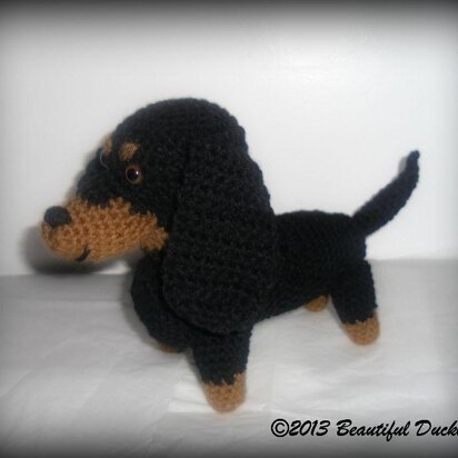 Dachshund