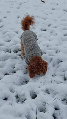 Dog Sweater Charlie No.3