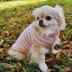 Dog sweater  “Creme stripes”