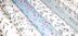 Craft Consortium Double-Sided Paper Pad 6"X6" 40/Pkg - English Garden