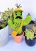 Curtis the Cactus