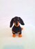 Dachshund