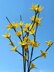 Easter tree yellows bells flower twig Forsythia spring flower
