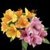 Alstroemeria