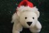 William the Christmas polar bear